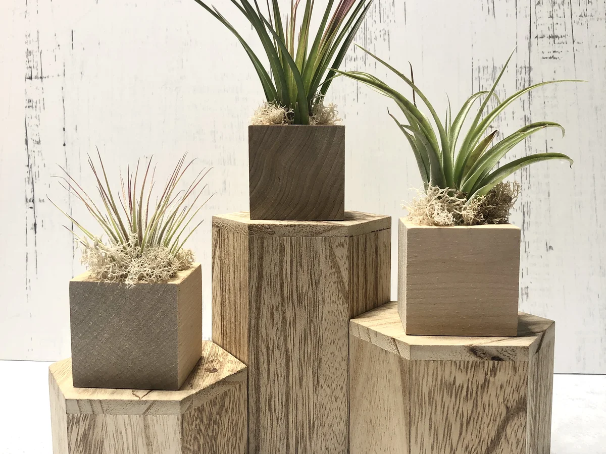 Three air plants on wooden cube stands