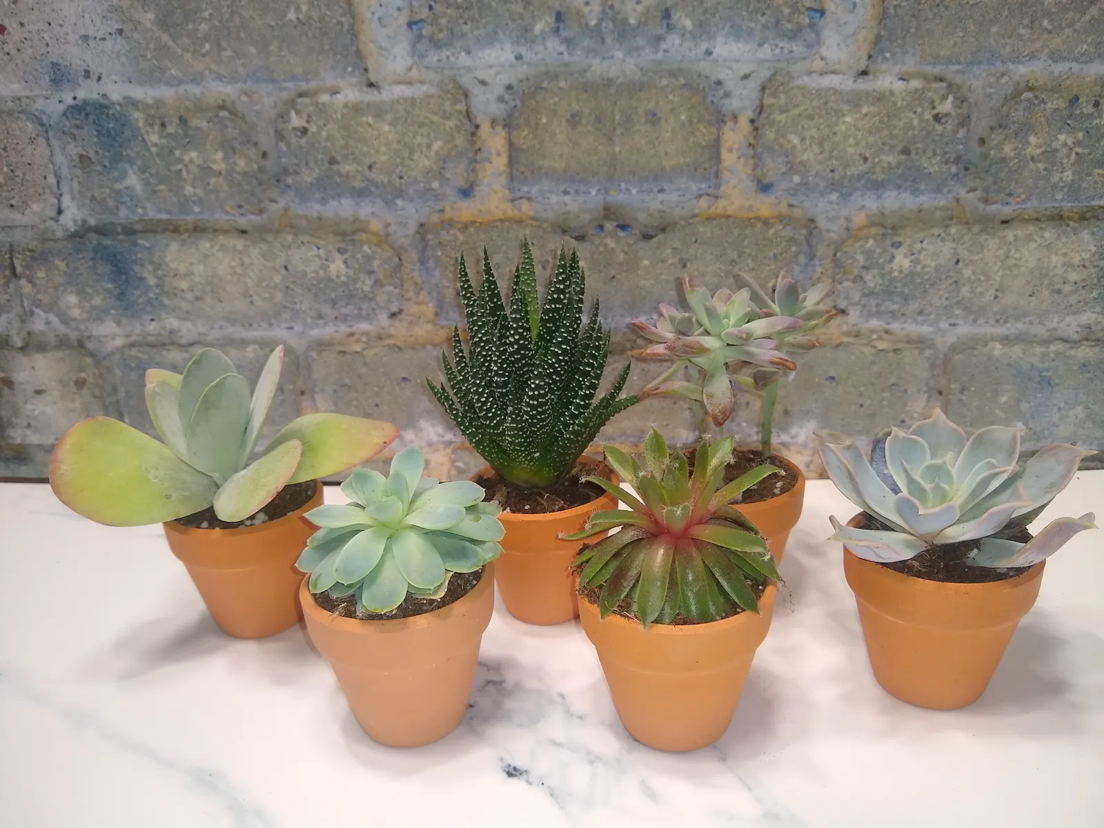 Succulents in terra cotta pots prepared for a Succulents for Smiles delivery