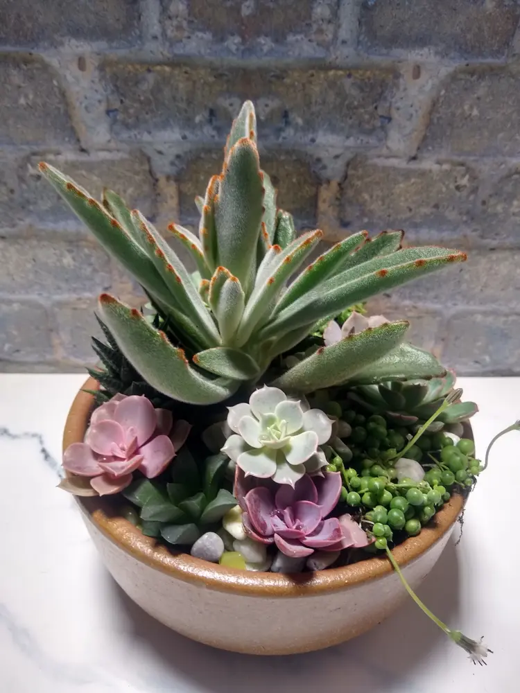 Succulent dish in a stoneware bowl