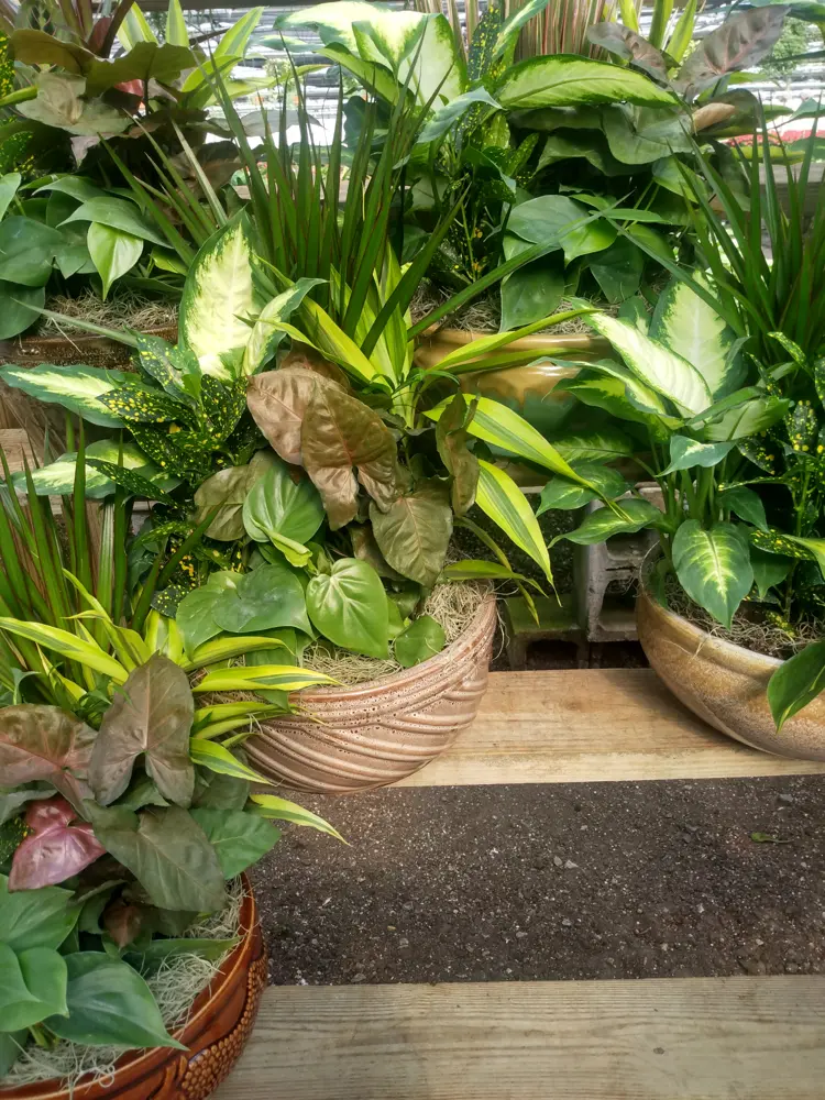 A shelf of finished dish gardens