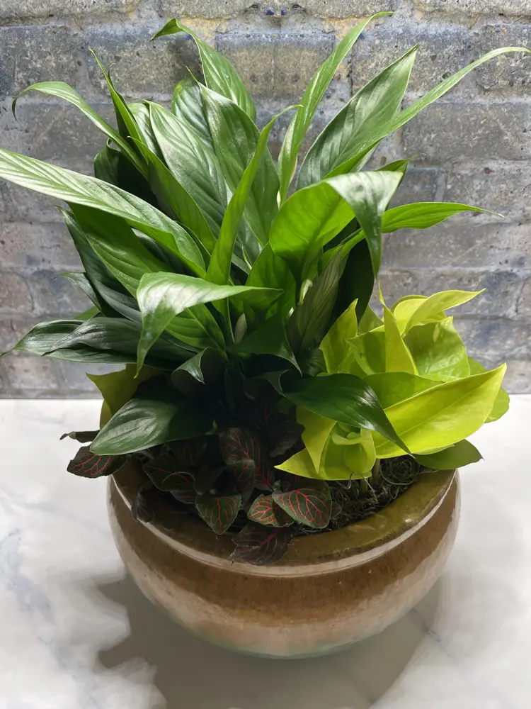 Pothos and peace lily garden