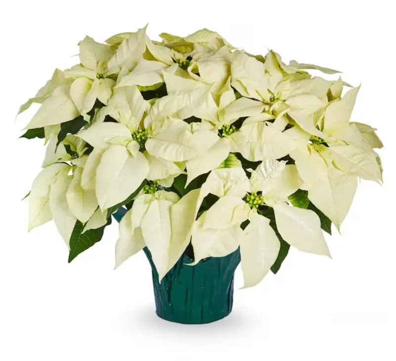 White poinsettia
