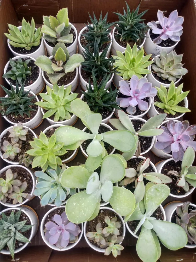 A box of 2-inch succulents ready for corporate delivery