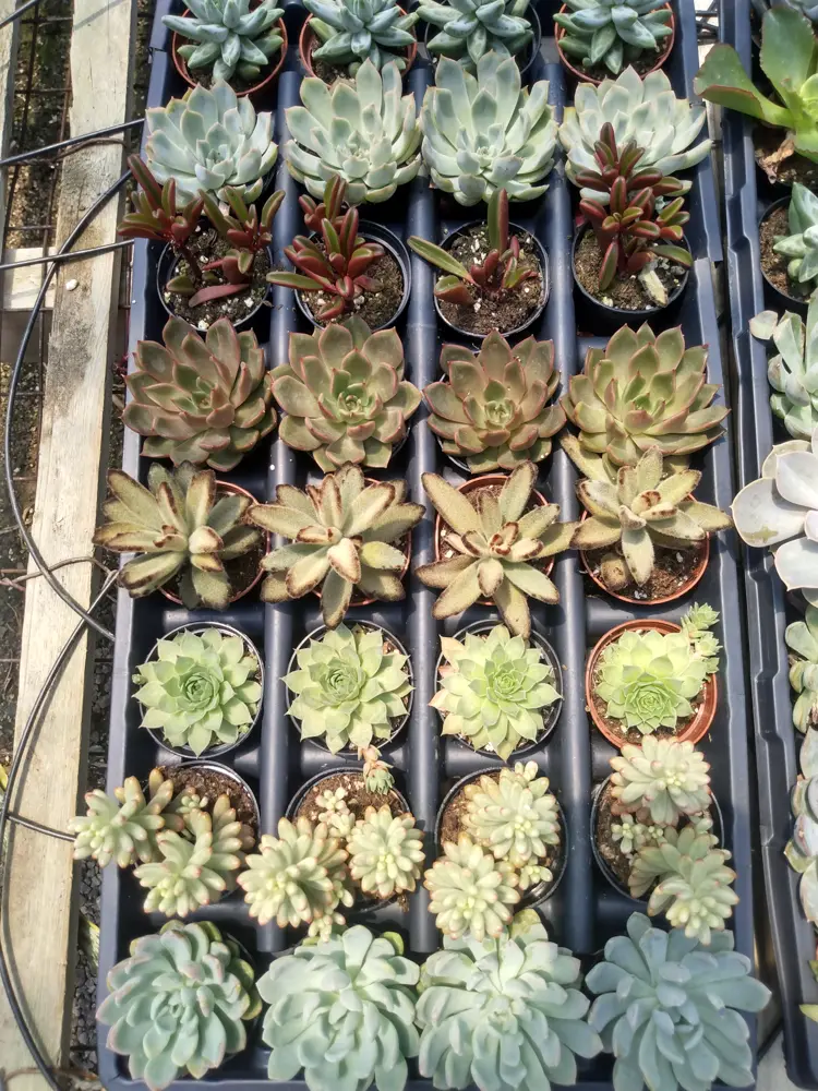 Tray of 2-inch succulents ready to hand out