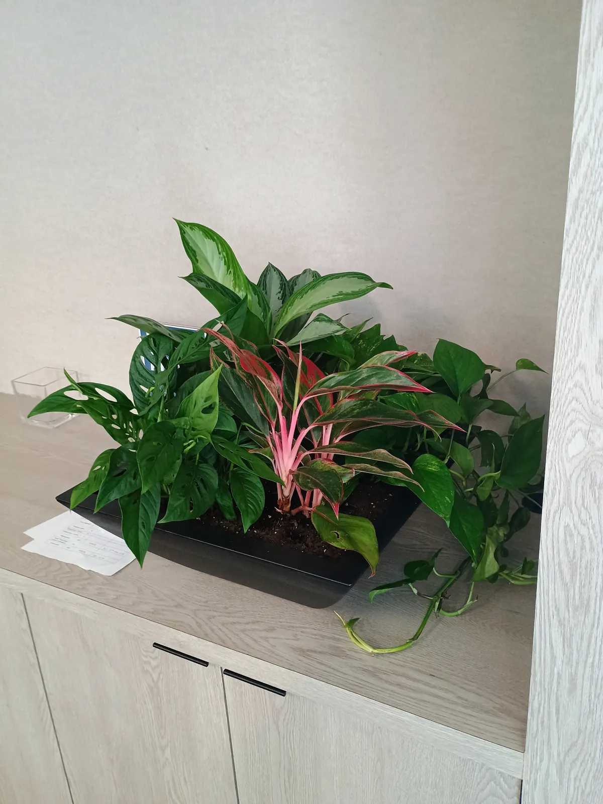 Low planter of mixed tropical plants on an office credenza