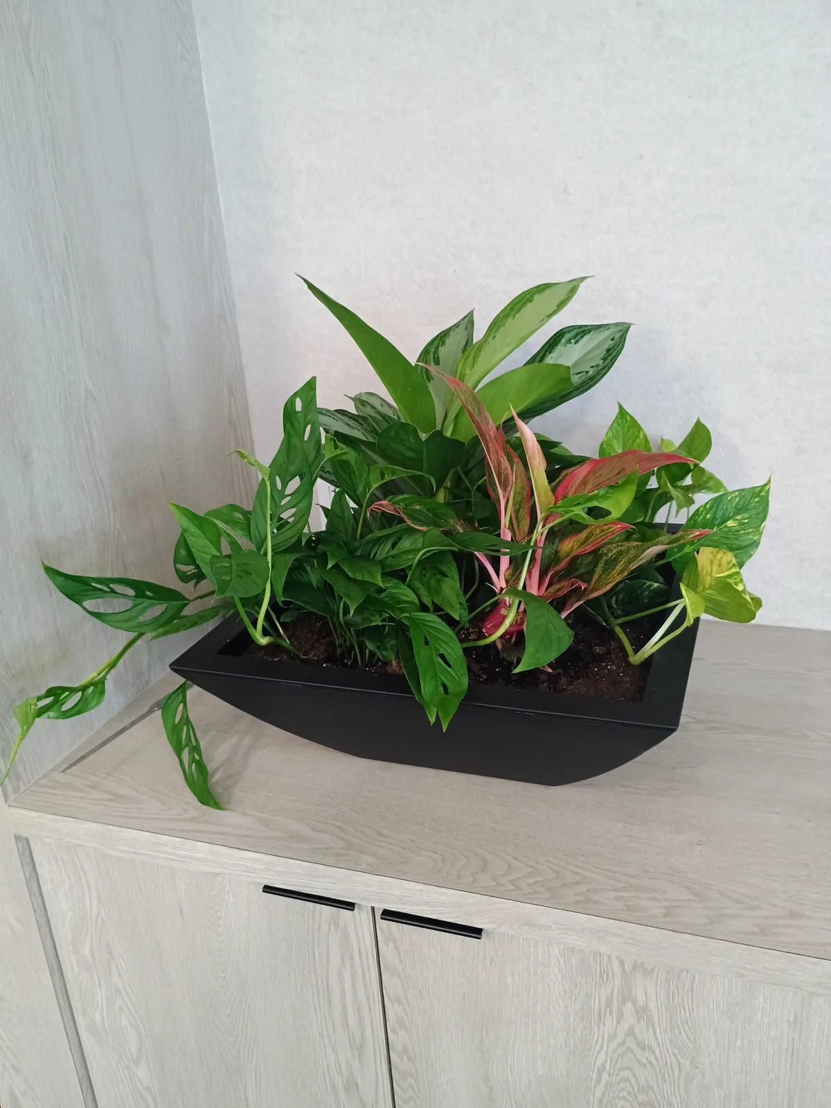 Side view of a low black planter with mixed tropical plants on a credenza