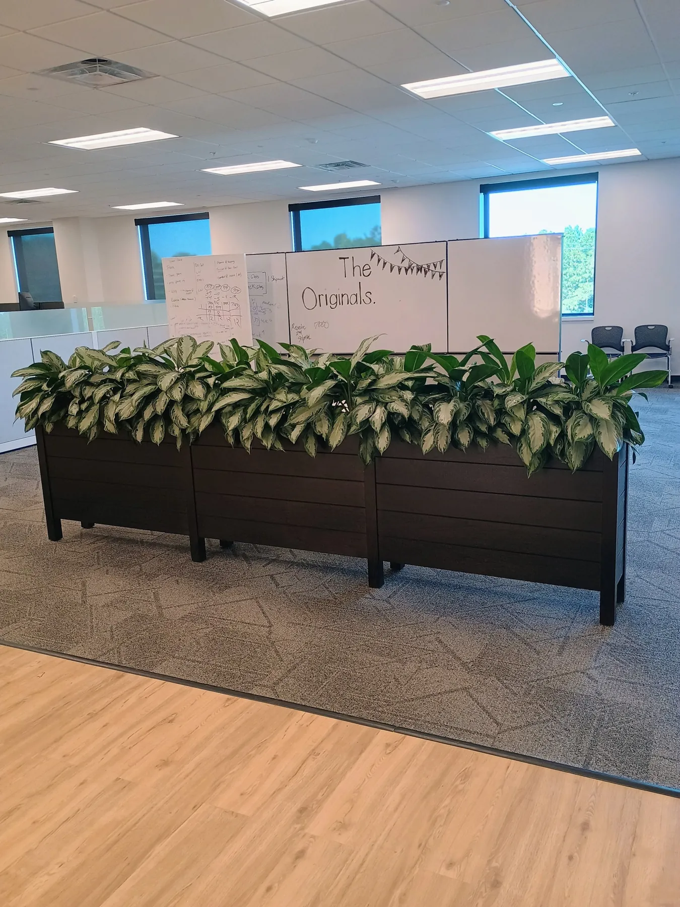 Aglaonema divider planters in front of team whiteboards