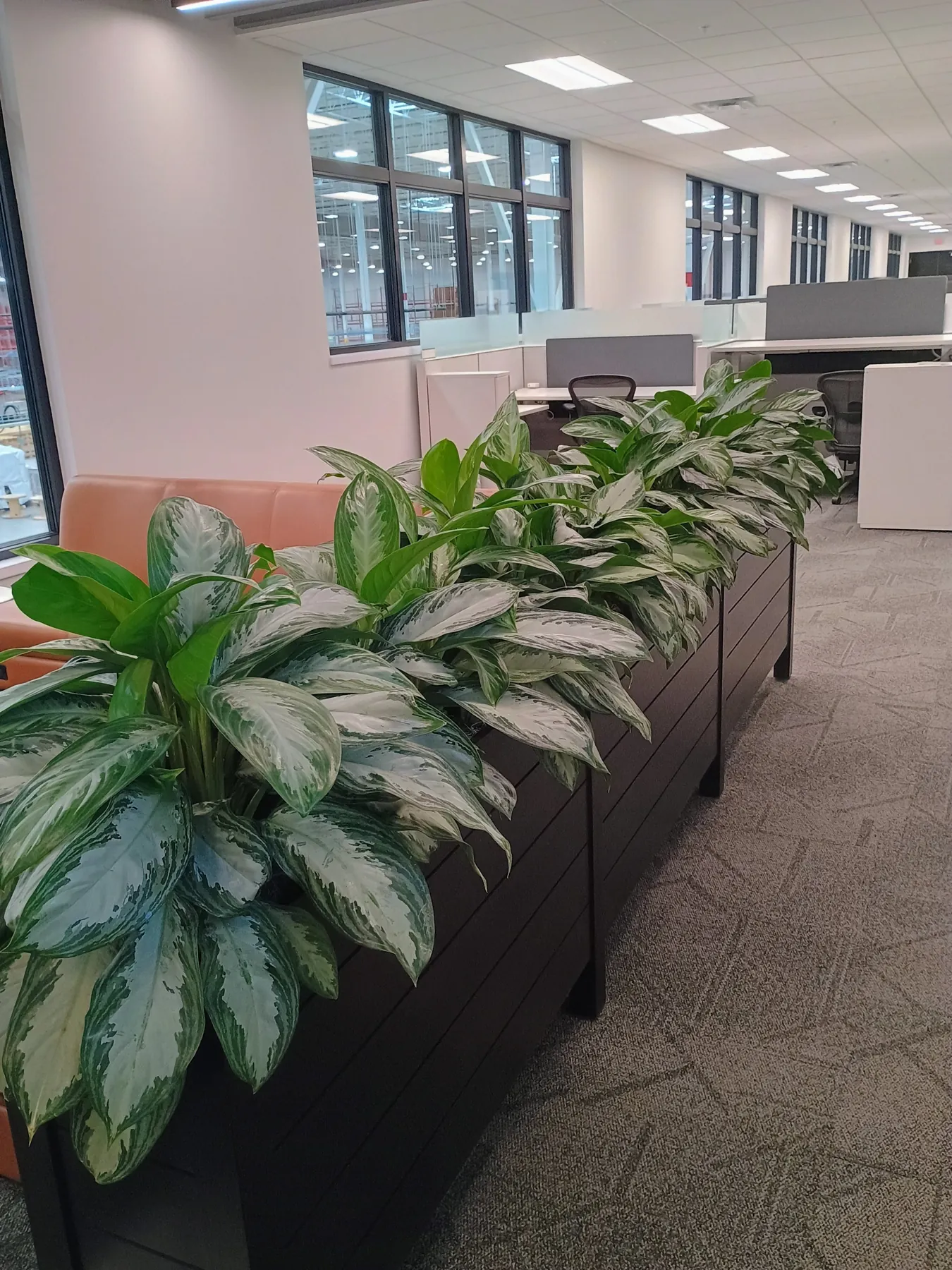 Silver aglaonema in a long black planter beside workstations