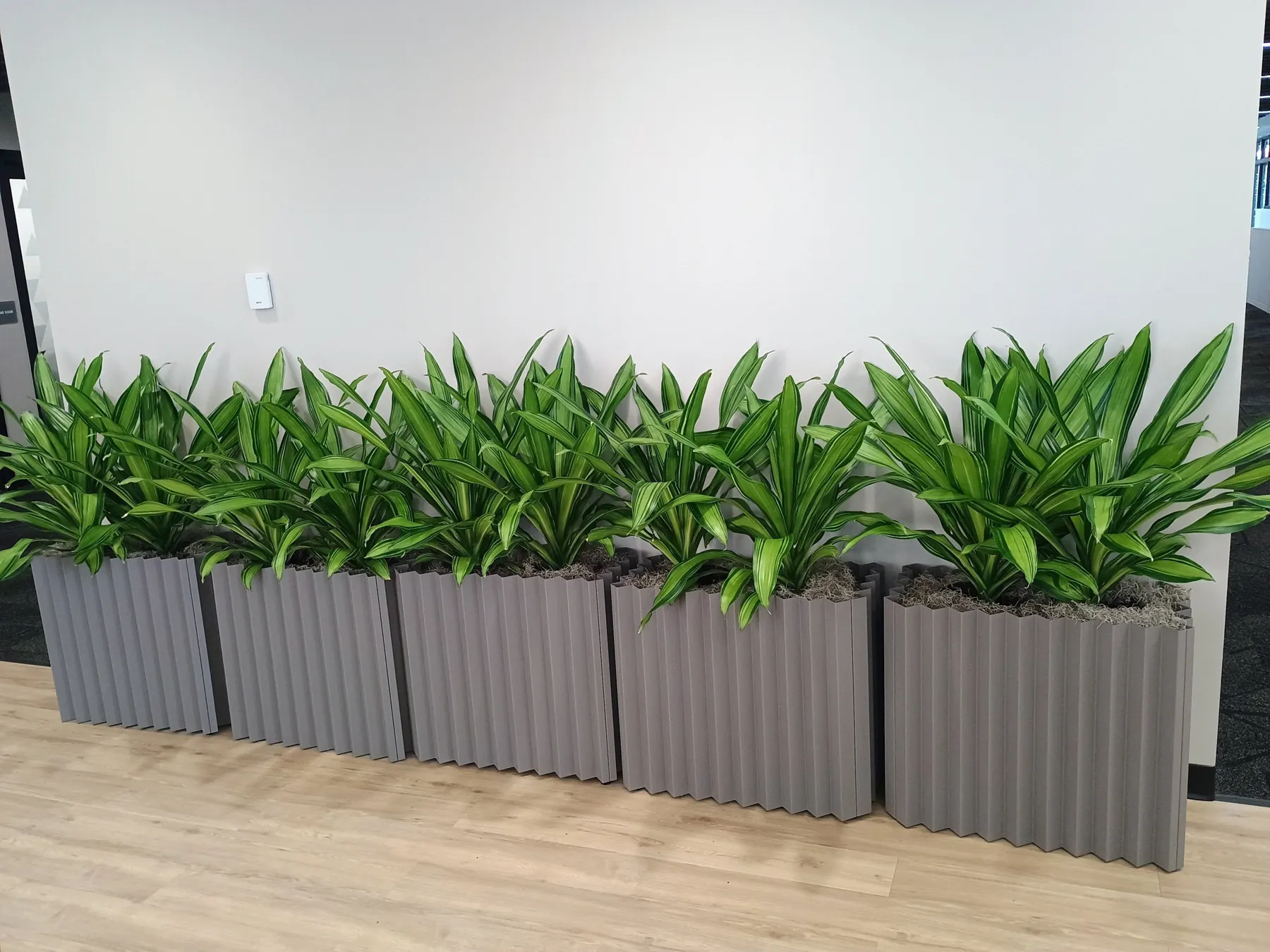 Row of grey fluted planters filled with aglaonema