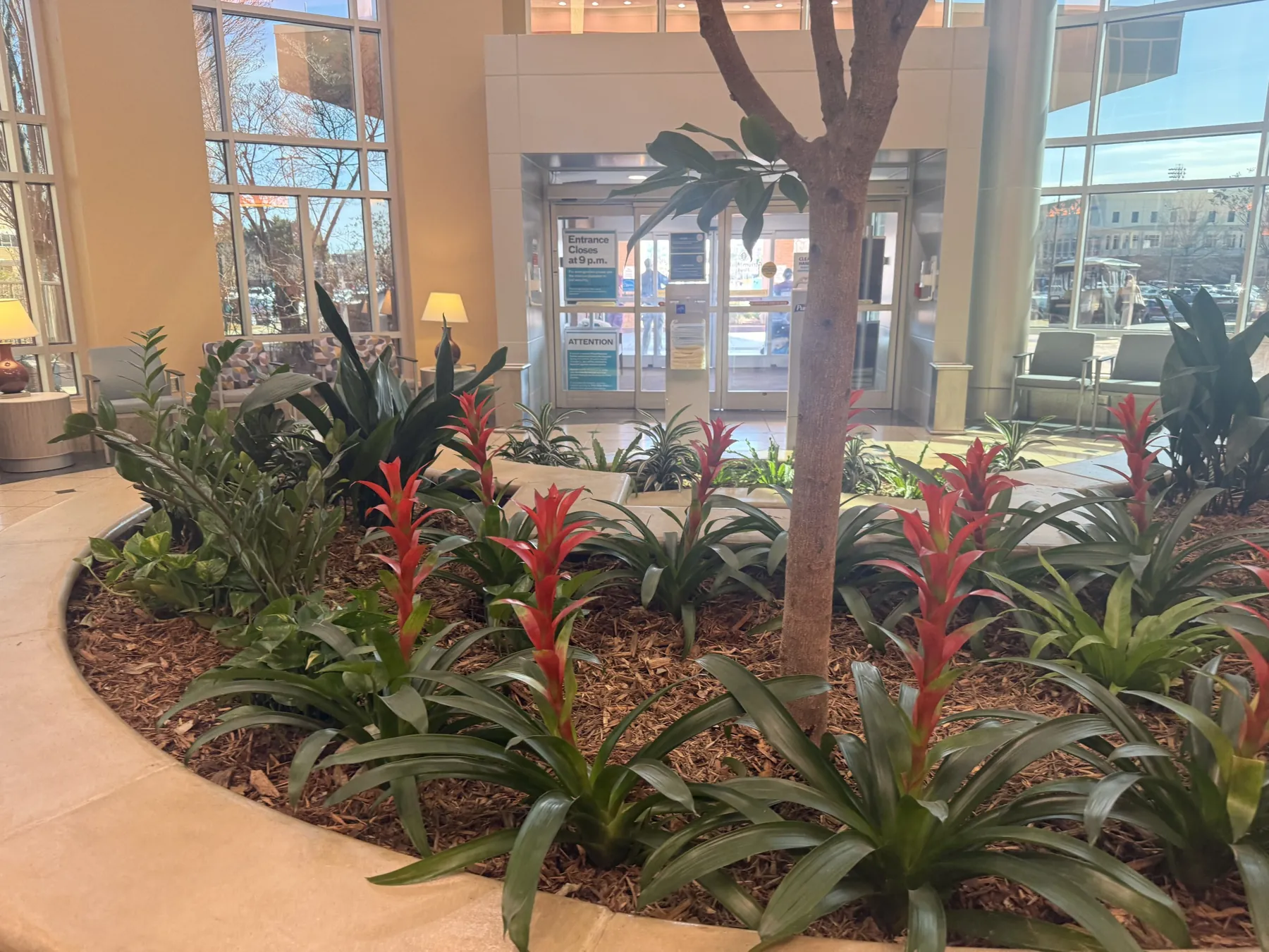 Curved atrium planting bed of tropicals and red bromeliads around a tree