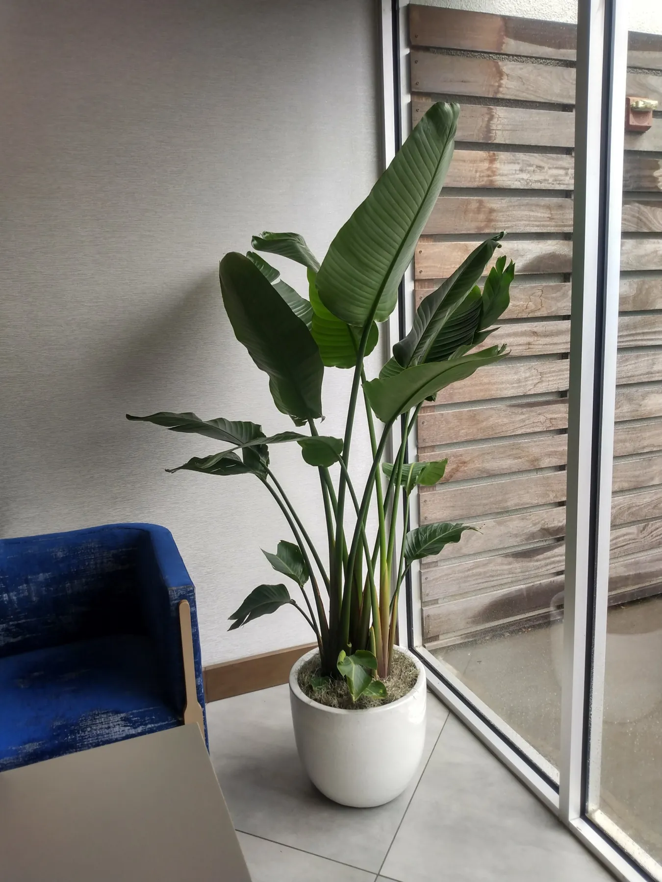Bird of paradise in a white planter beside a blue lounge chair