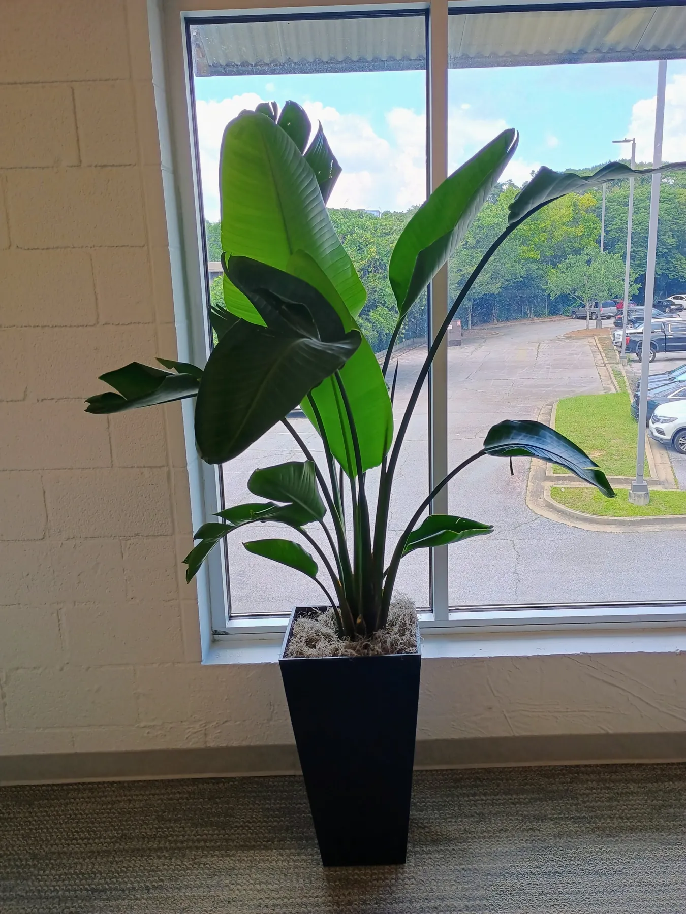 Bird of paradise in a tall black planter at an office window