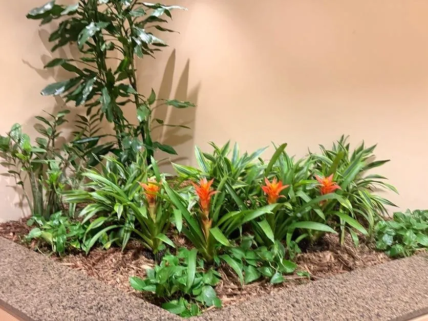 Planting bed of orange bromeliads under taller dracaena