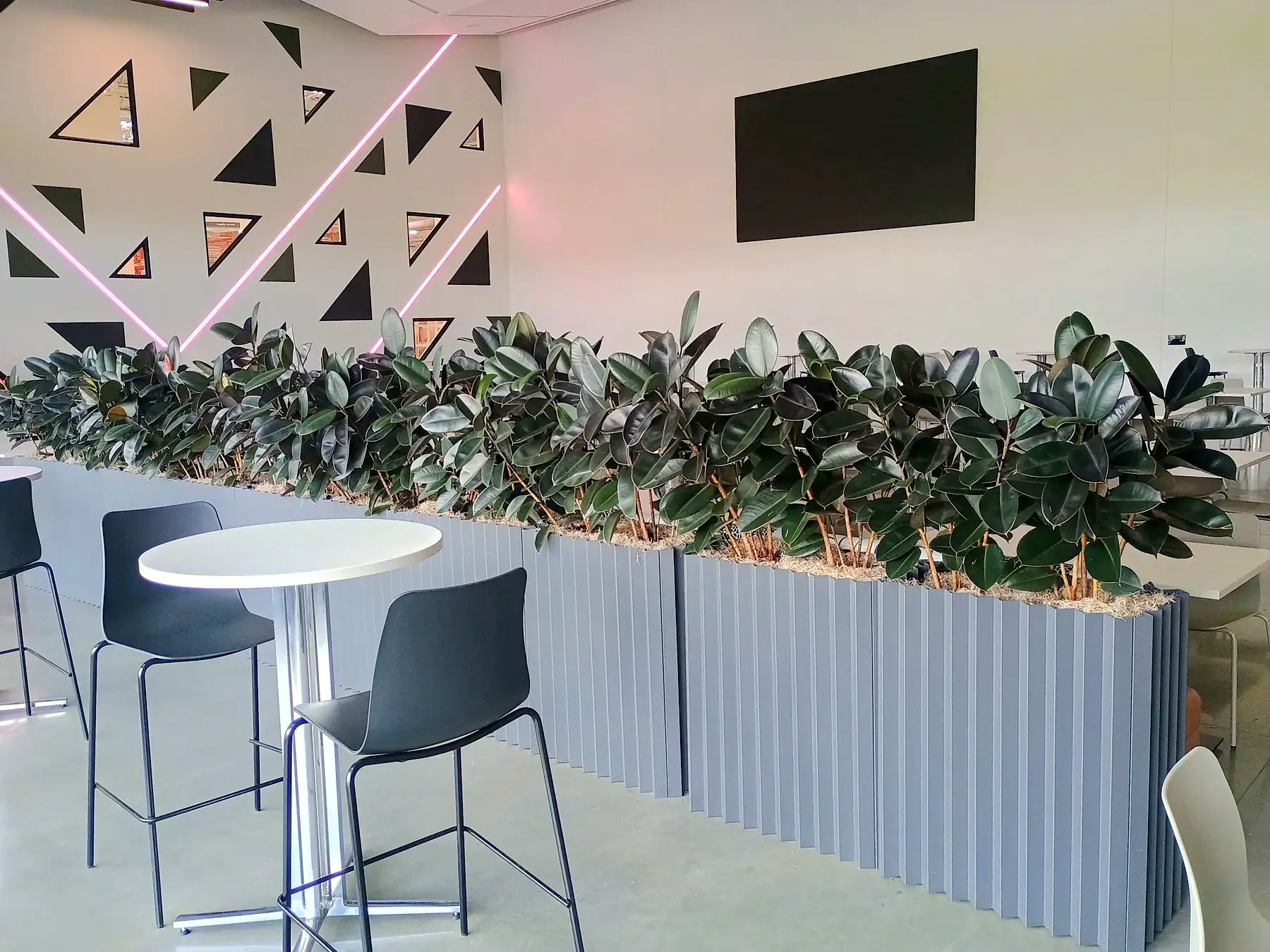Rubber plants in grey fluted planters dividing a café in front of a geometric feature wall