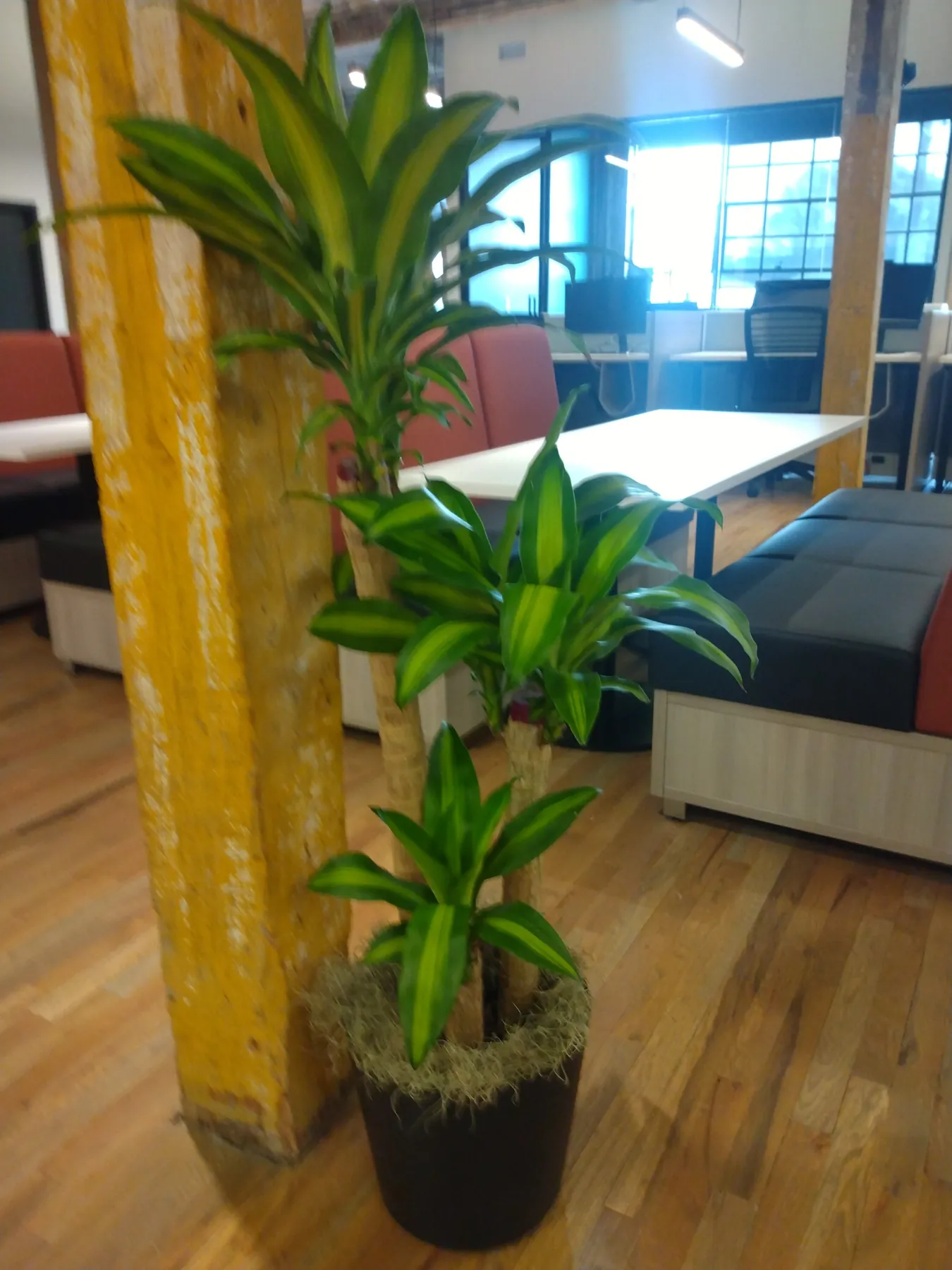 Dracaena mass cane in a dark pot beside a wood column in an office lounge
