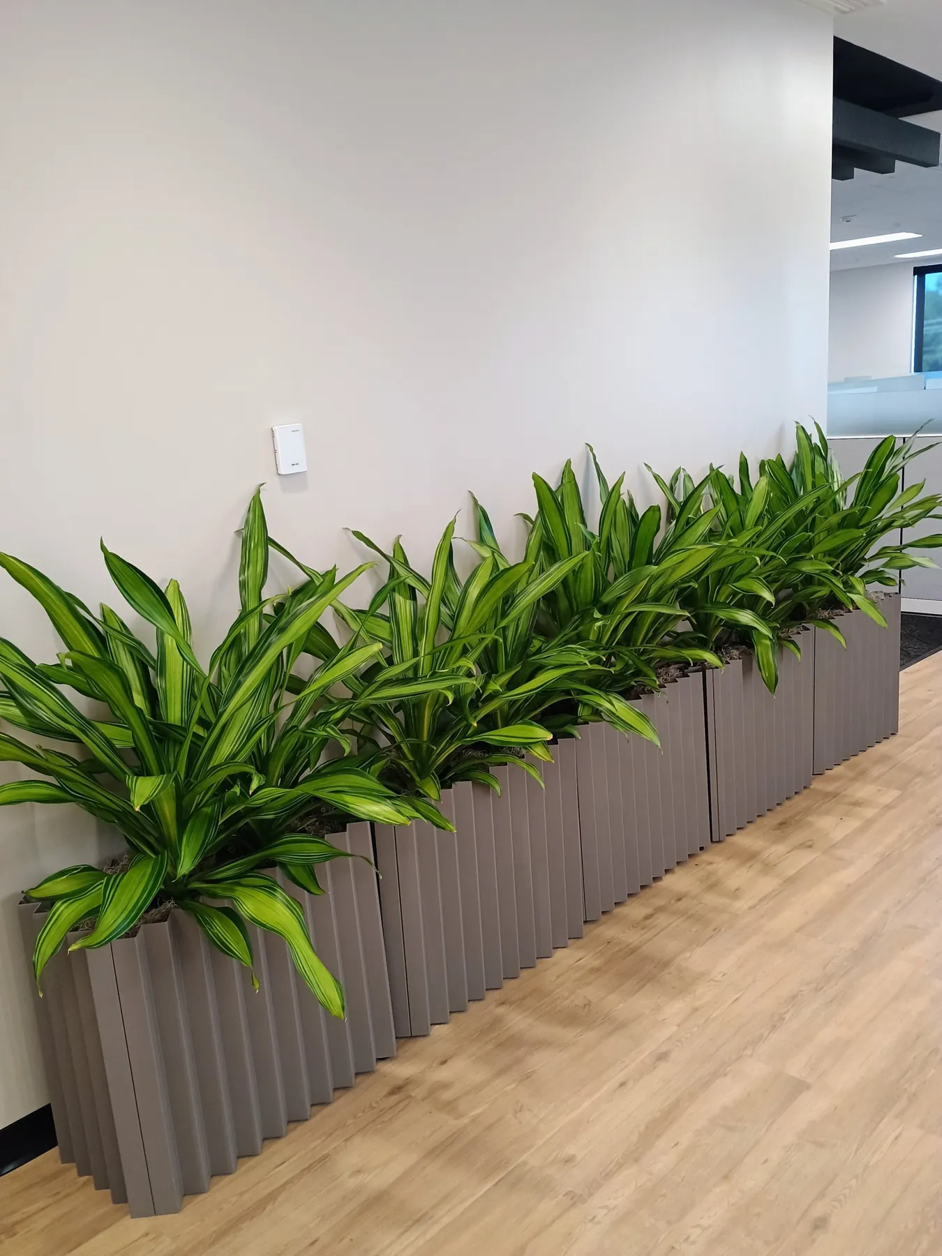 Dracaena in grey fluted planters along an office wall