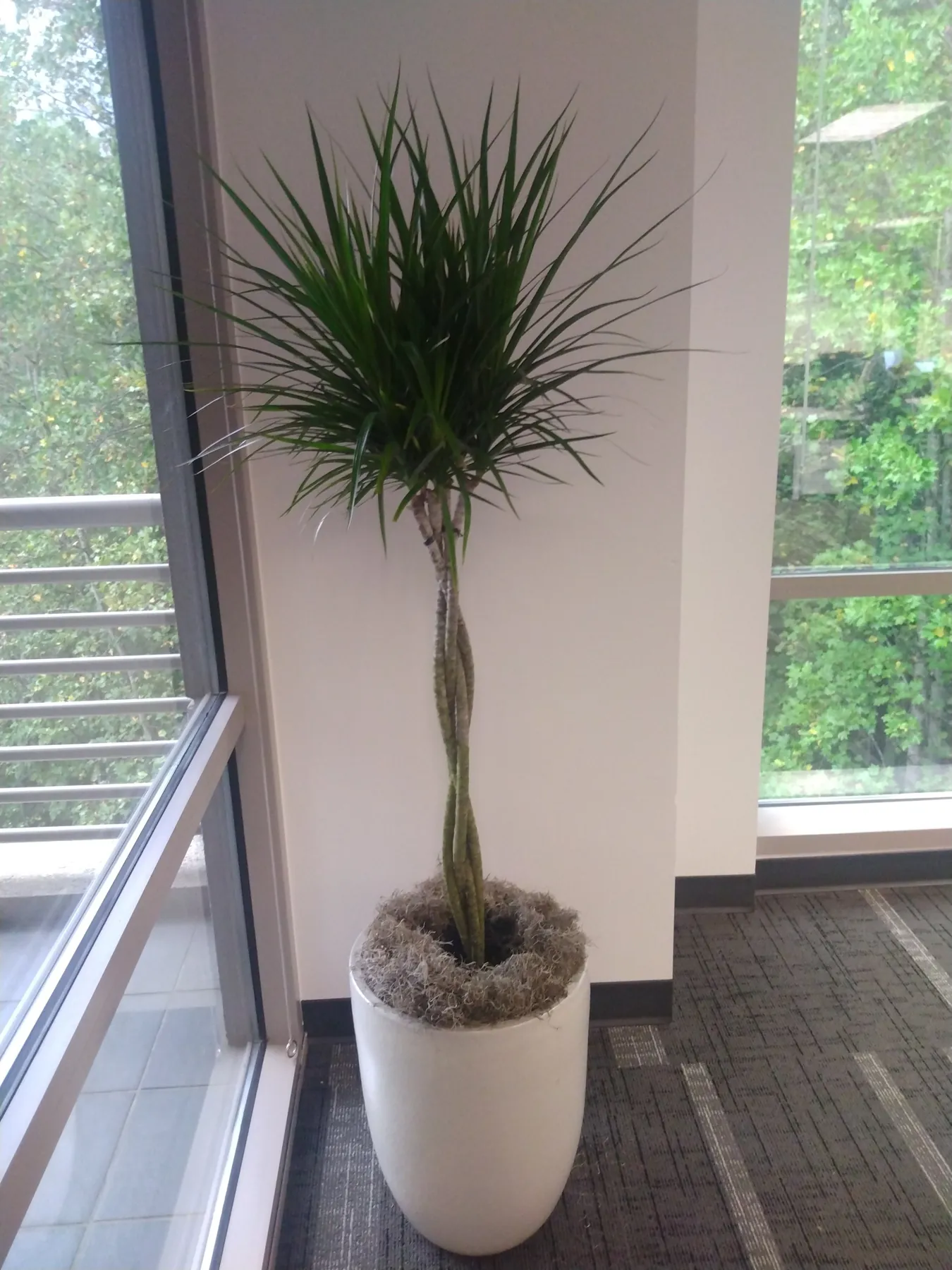 Braided dracaena marginata in a tall white planter by windows