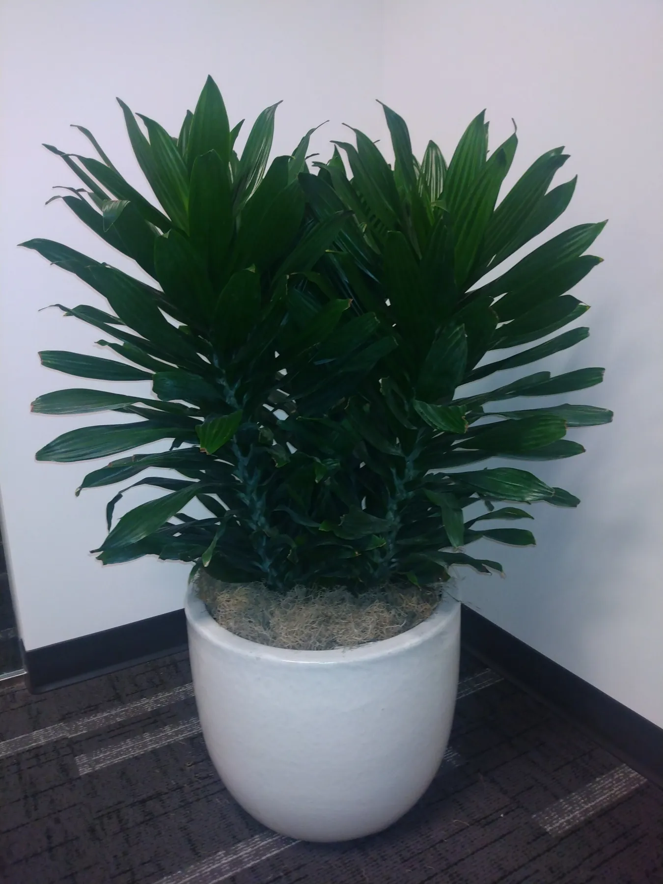 Full dracaena in a white planter in an office corner
