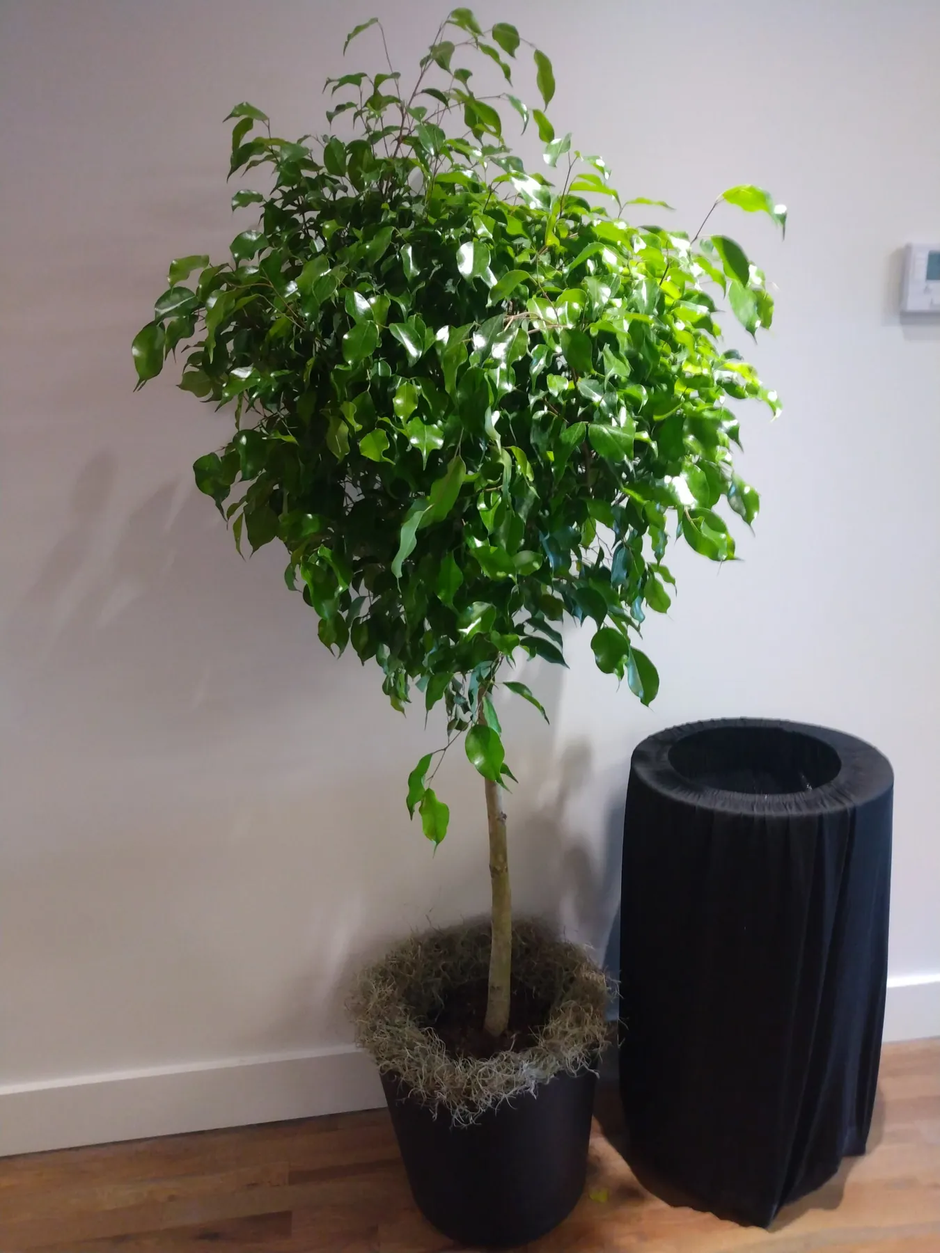 Ficus standard tree in a black planter in an office corridor