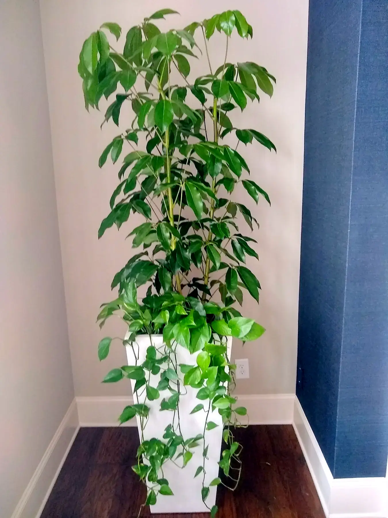 Ficus in a tall white planter in an office corridor