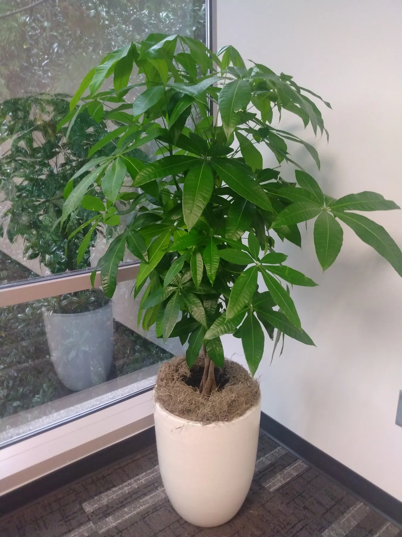 Money tree in a tall white planter in an office corner
