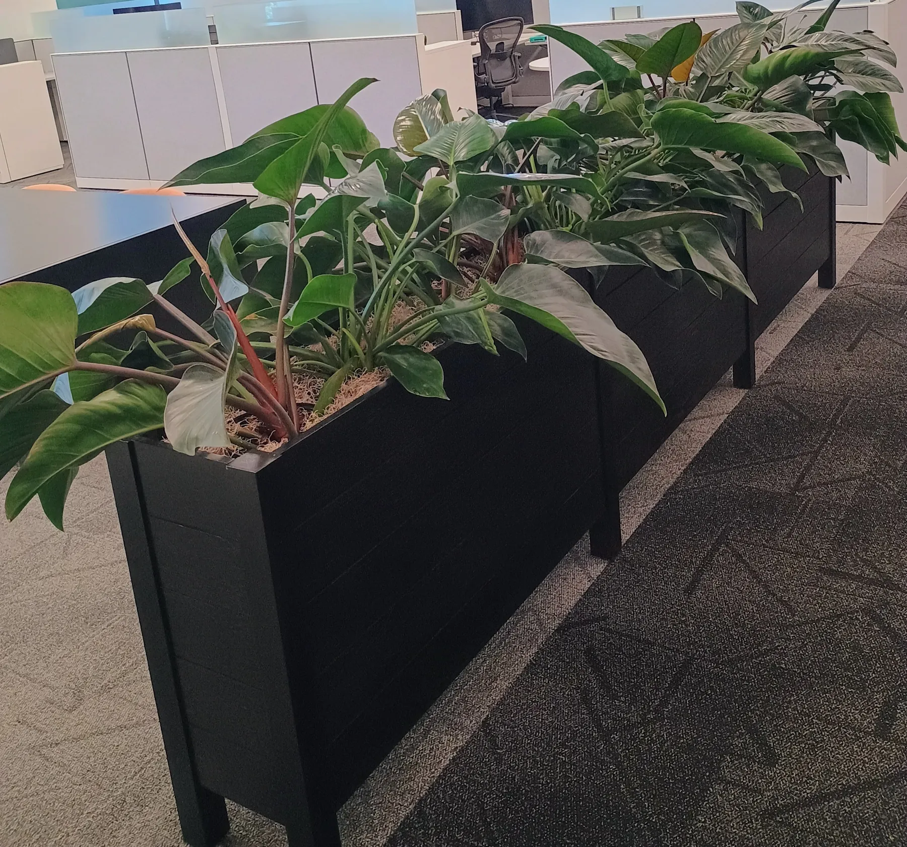 Philodendron and aglaonema divider planters along a row of cubicles