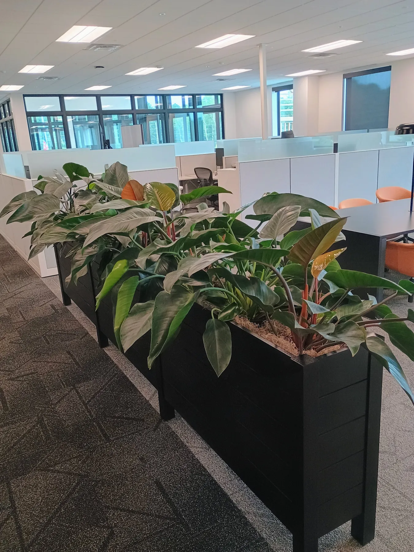 Philodendron and aglaonema in black planters dividing workstations