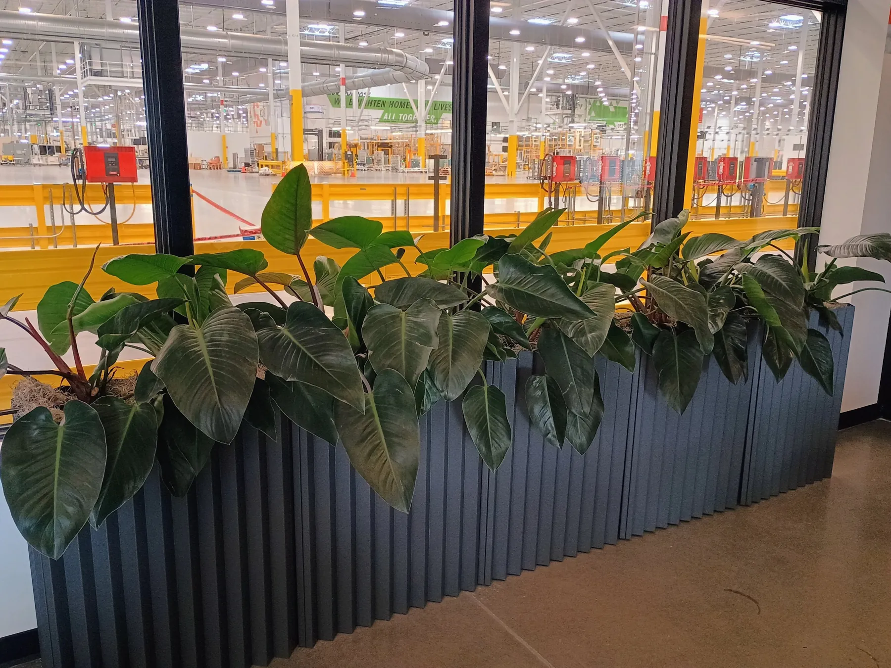 Philodendron in charcoal fluted planters along windows over a warehouse floor