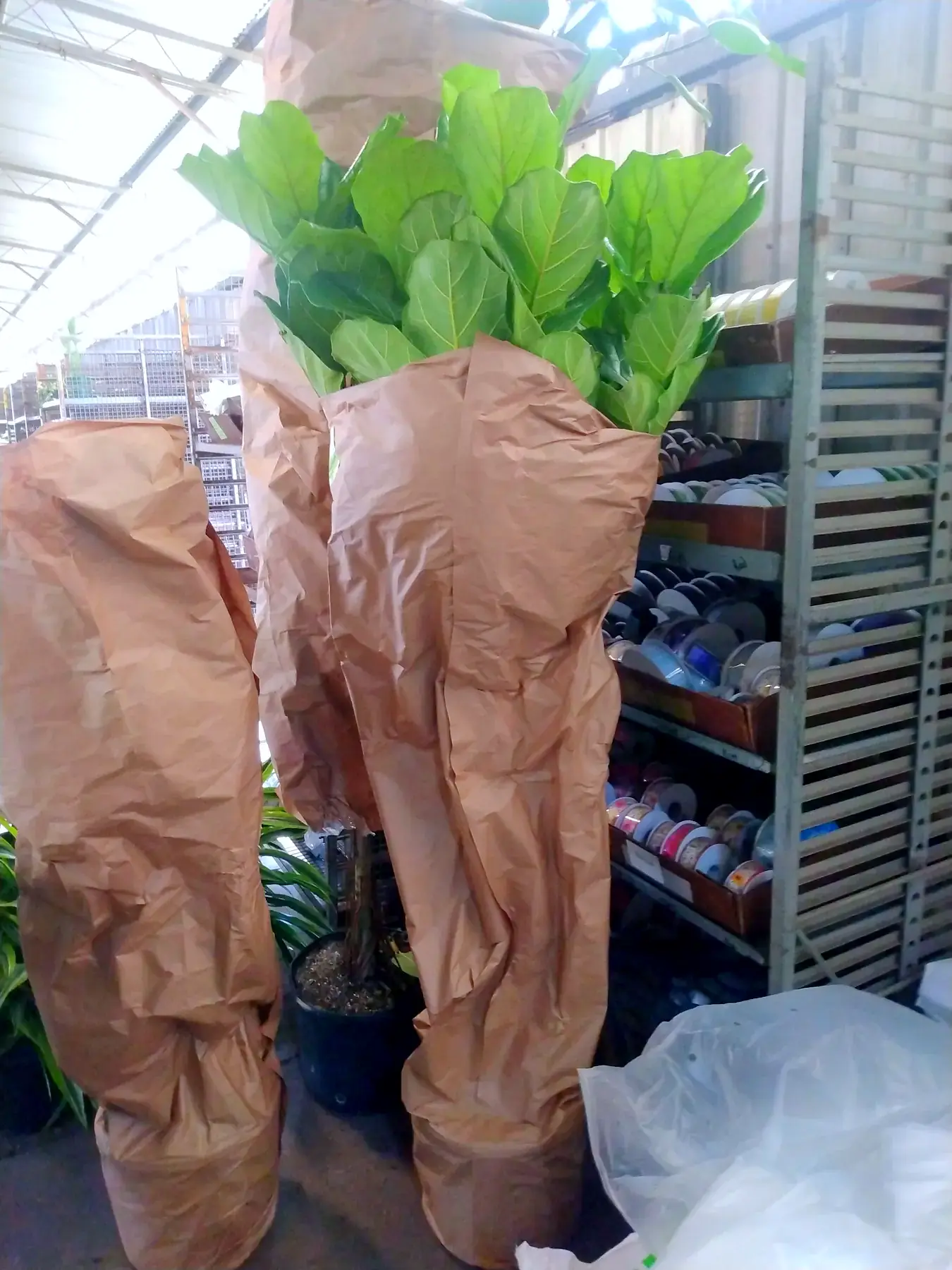 Tall floor plants wrapped in kraft paper sleeves, ready for delivery