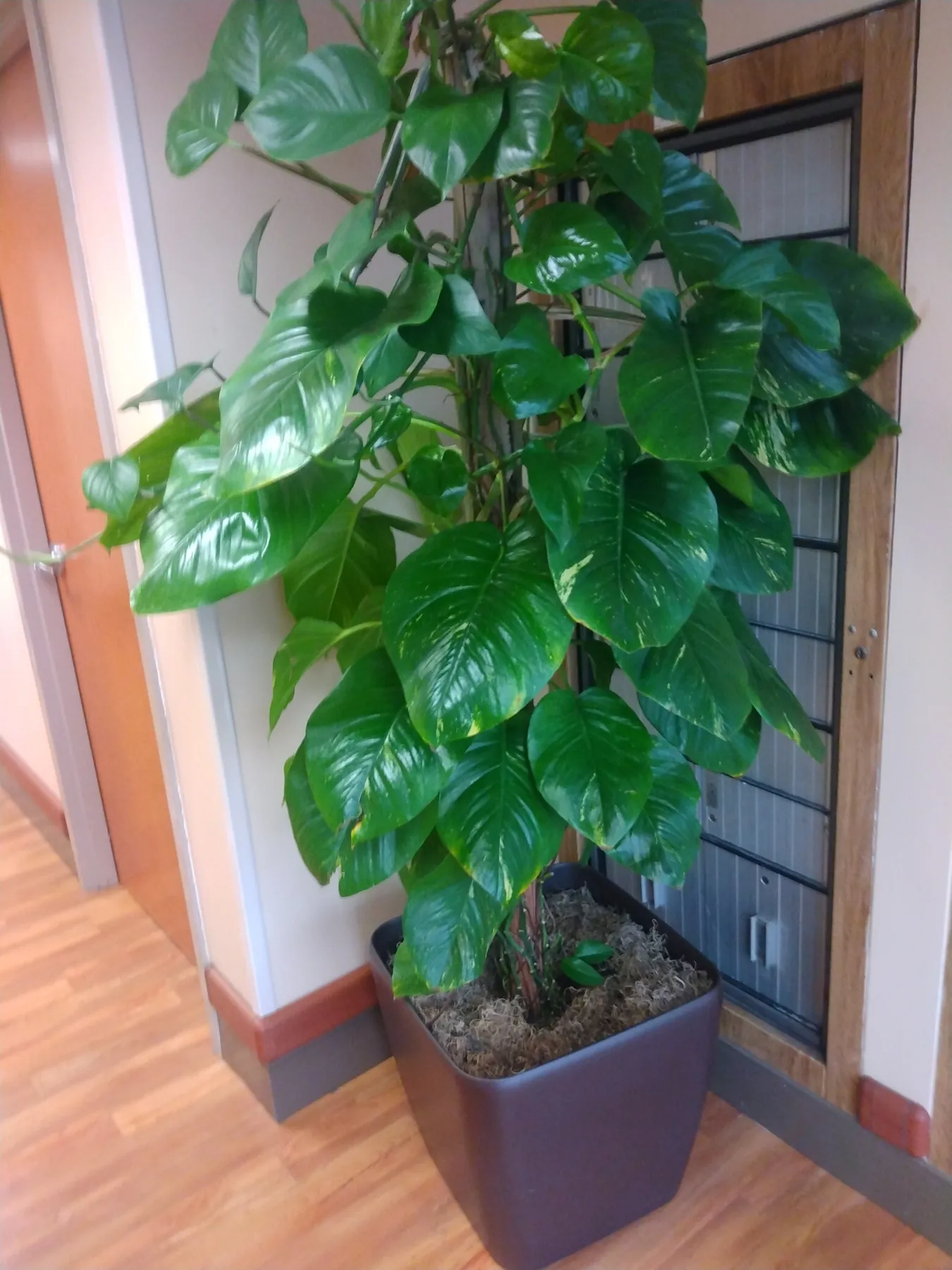 Large-leaf pothos grown up a pole in a dark planter beside a doorway