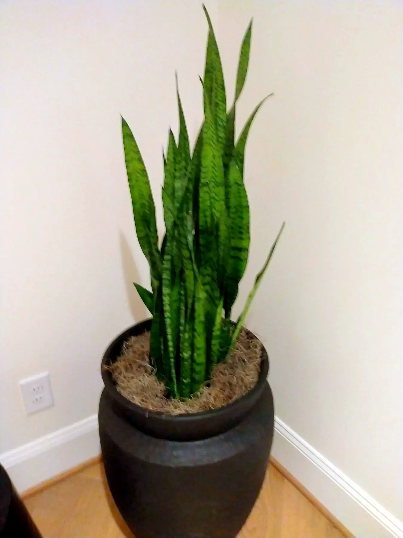Snake plant in a black planter in an office hallway