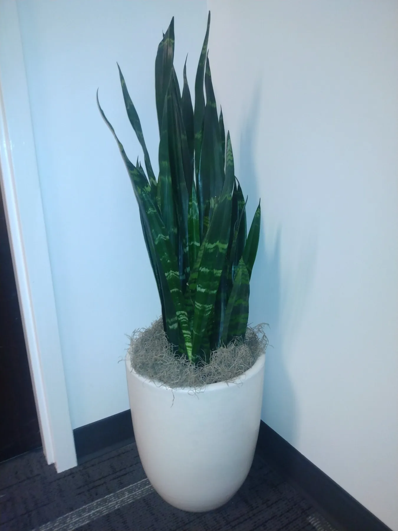 Tall snake plant in a white planter