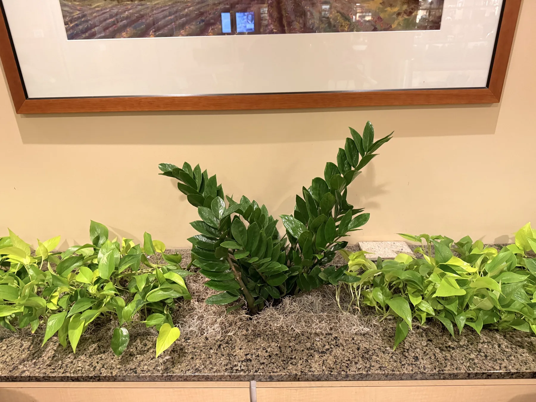 ZZ plant rising from a bed of golden pothos under a framed print